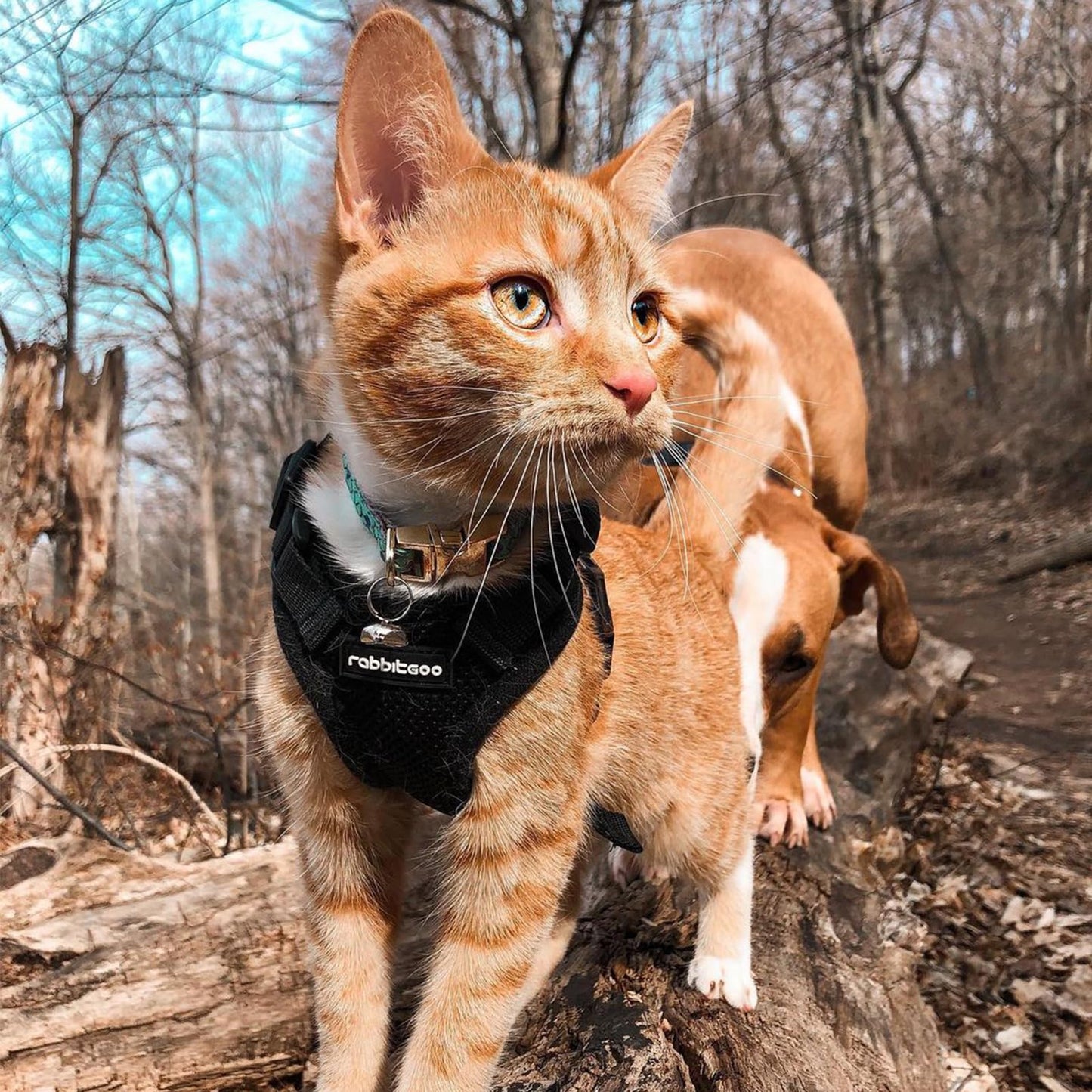 rabbitgoo Escape-Proof Cat Harness & Leash Set (XS, Black)