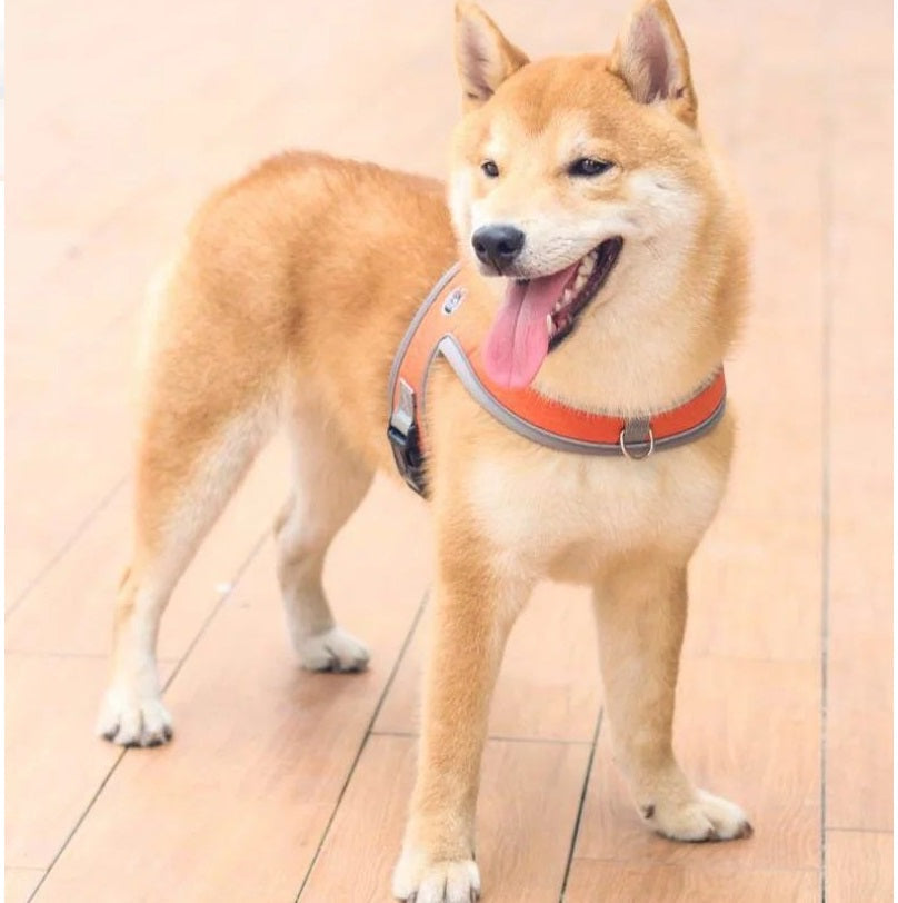 Adjustable and Breathable Pet Harness and Leash Set