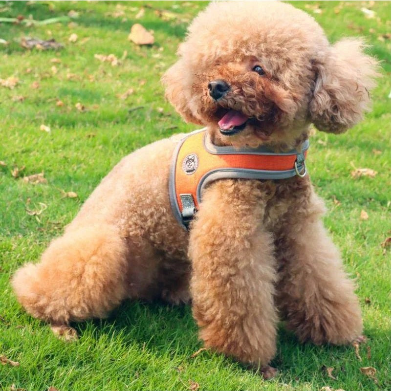 Adjustable and Breathable Pet Harness and Leash Set
