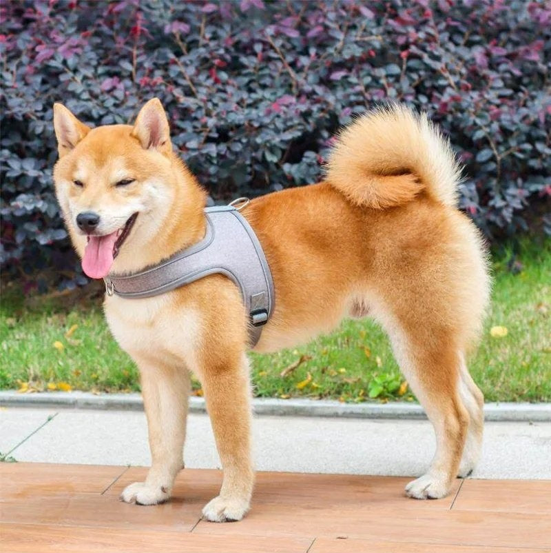 Adjustable and Breathable Pet Harness and Leash Set